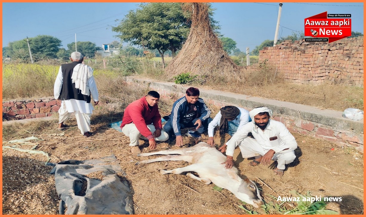 कुएं में गिरे गाय के बछड़े को ग्रामीणों ने कड़ी मशक्कत के बाद बाहर निकाला, करवाया उपचार